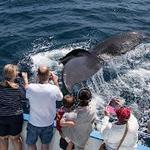 Davey's Locker Whale Watching & Sportfishing