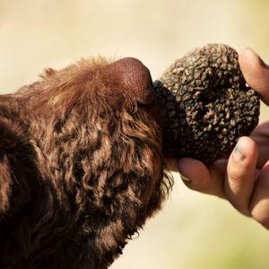 Truffle Hunting in Tuscany!