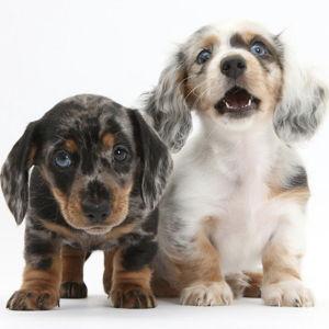 Our New Puppy Fund