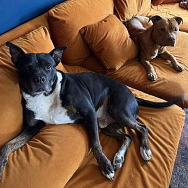Gateway Pet Guardians