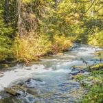 McKenzie River Trail
