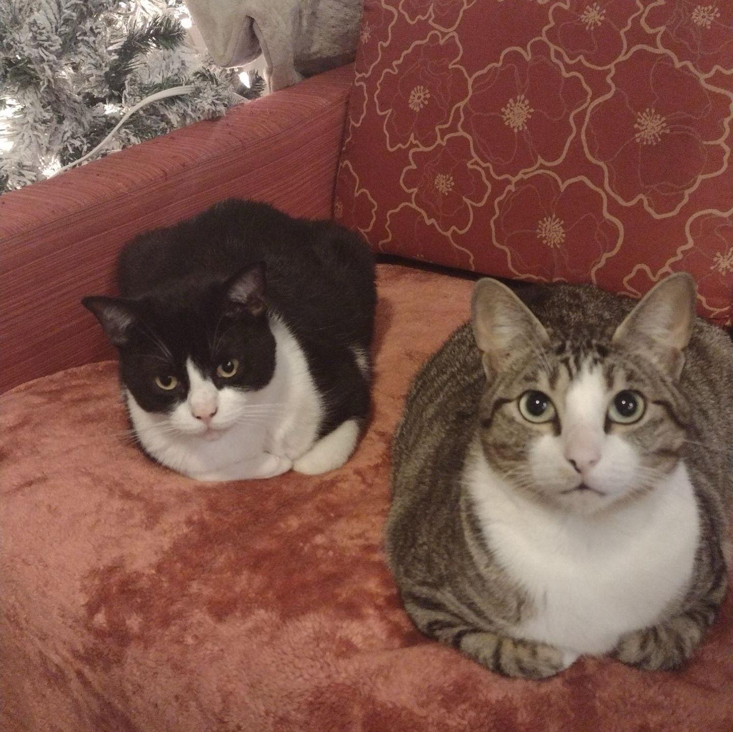 Manny and Charles- The cats Fabian said he would never have