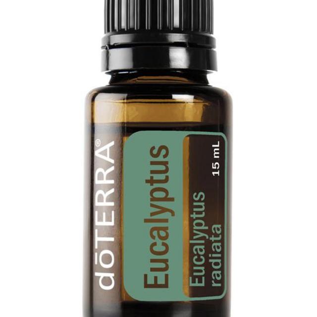 Eucalyptus Eucalyptus radiata