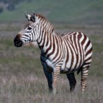 Zebras San Simeon Hearst Castle