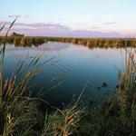 Horicon Marsh