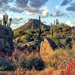 SCOTTSDALE’S MCDOWELL SONORAN PRESERVE