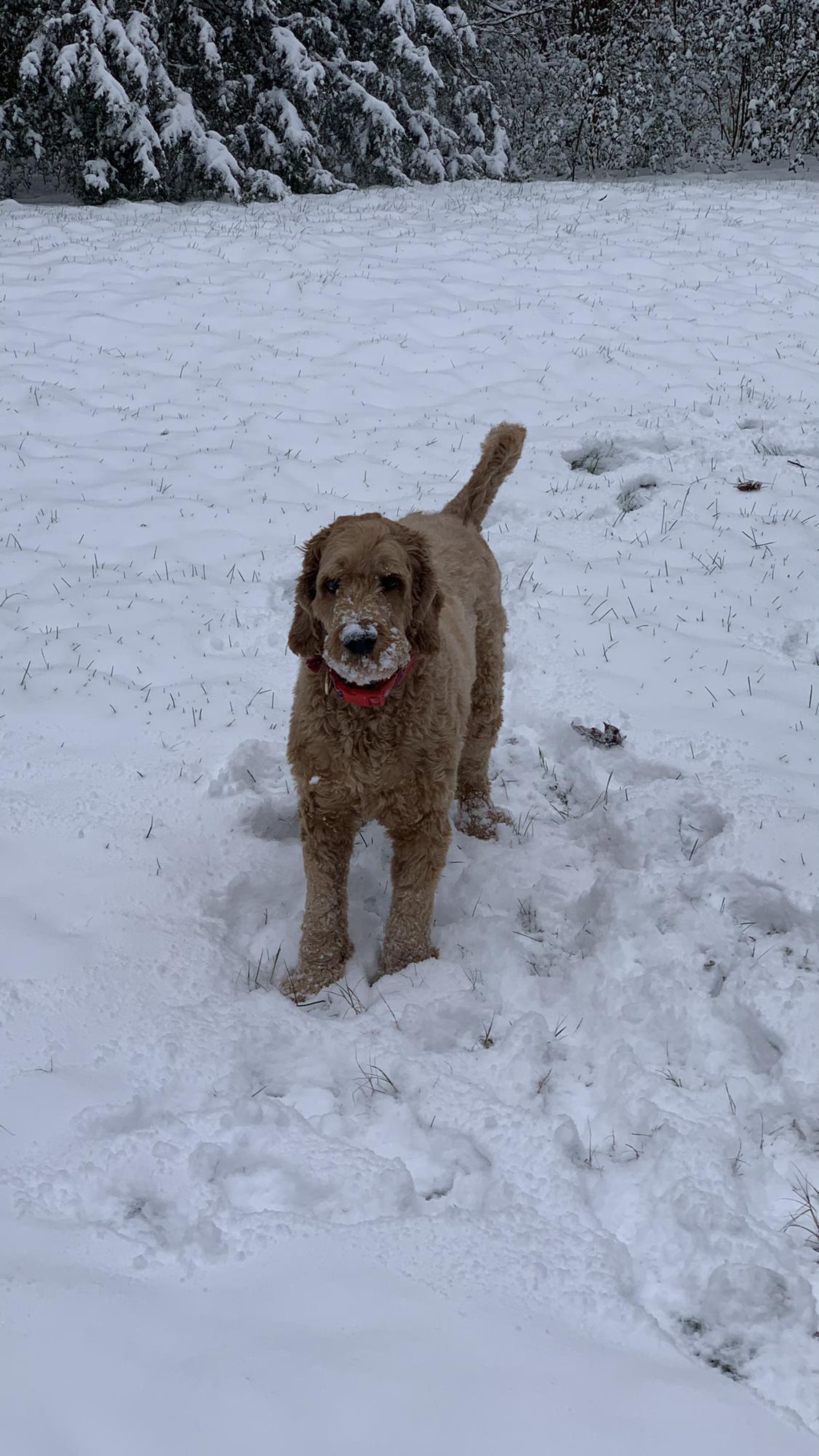 Snow pup! Fozzie enjoyed the white stuff this winter!