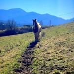 Nantahala Village Riding Stables