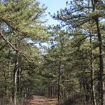 Long Island State Pine Barrens Preserve