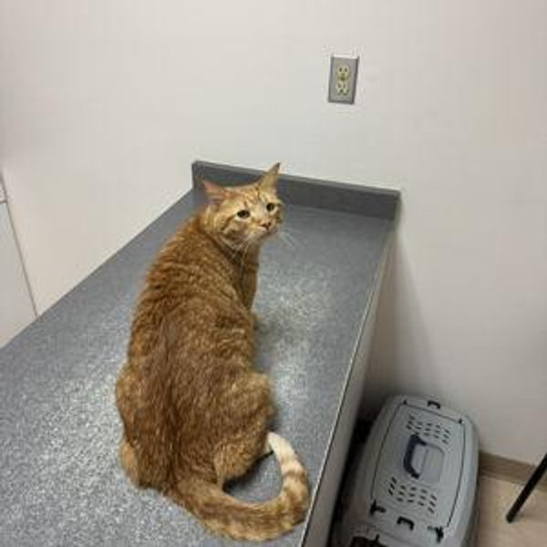 Ron's Inevitable Vet Bills