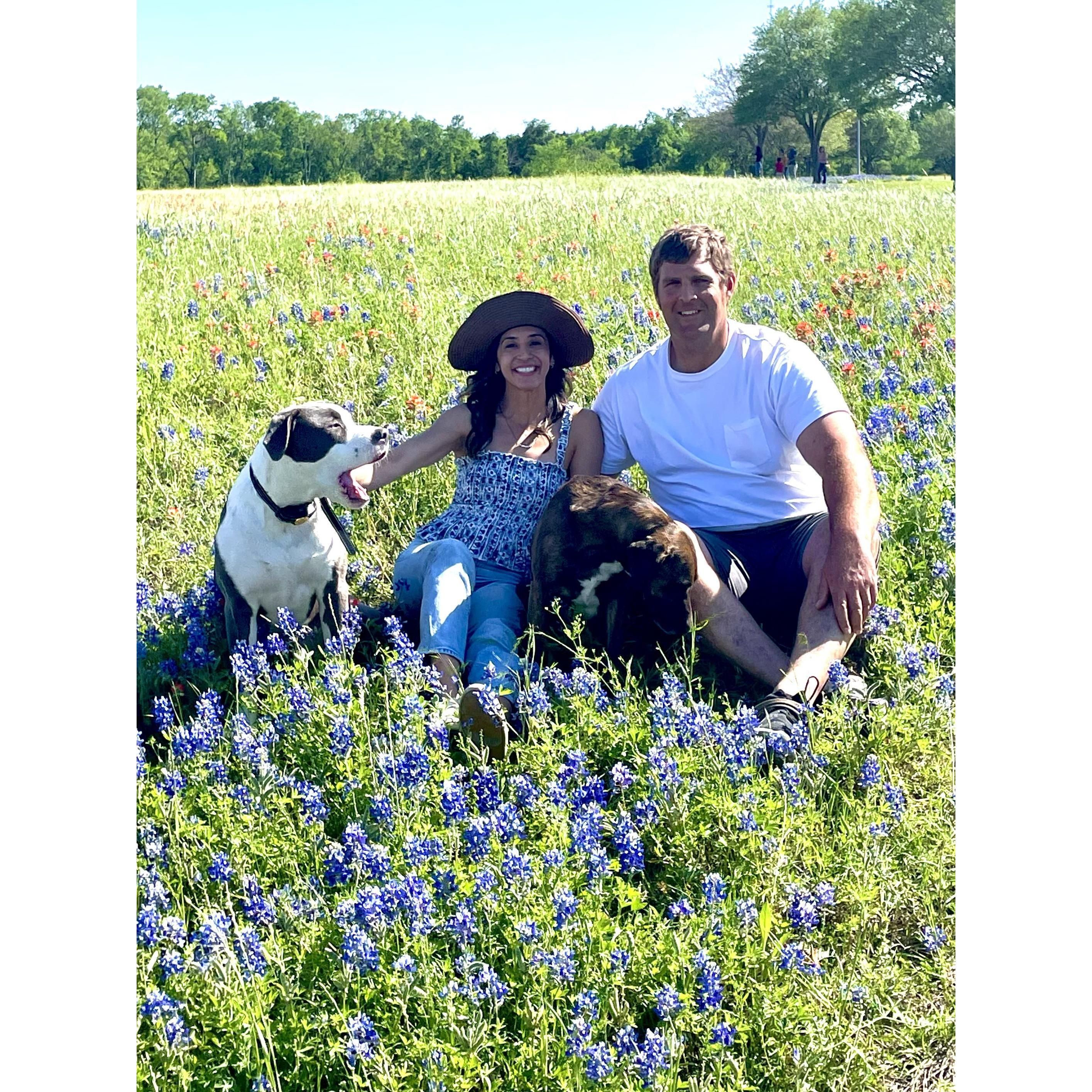 Bluebonnet season 2021