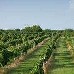 Messina Hof Winery