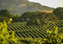 Napa Valley