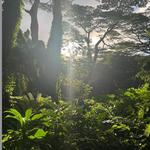 Mānoa Falls Trail