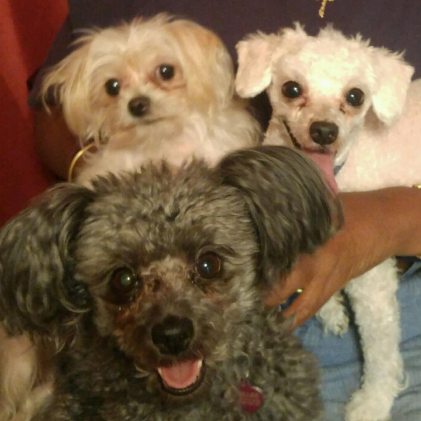 Our fur family Zoey, Little and their cousin - puppy