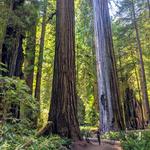 Redwood National and State Parks