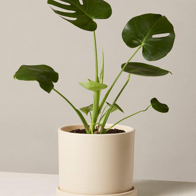 Monstera Deliciosa