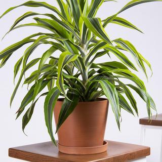 Dracaena Lemon Lime Plant