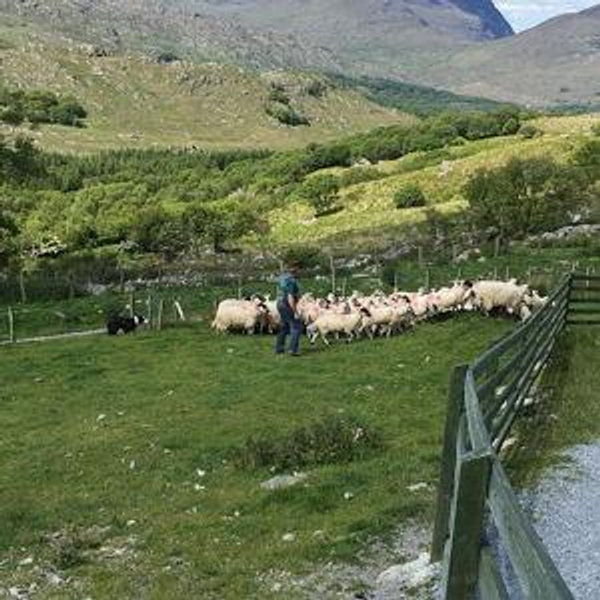 Kissane Sheep Farm - Live Sheep Dog Demonstration