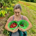 Silver Creek & Seamans' Orchards, Inc