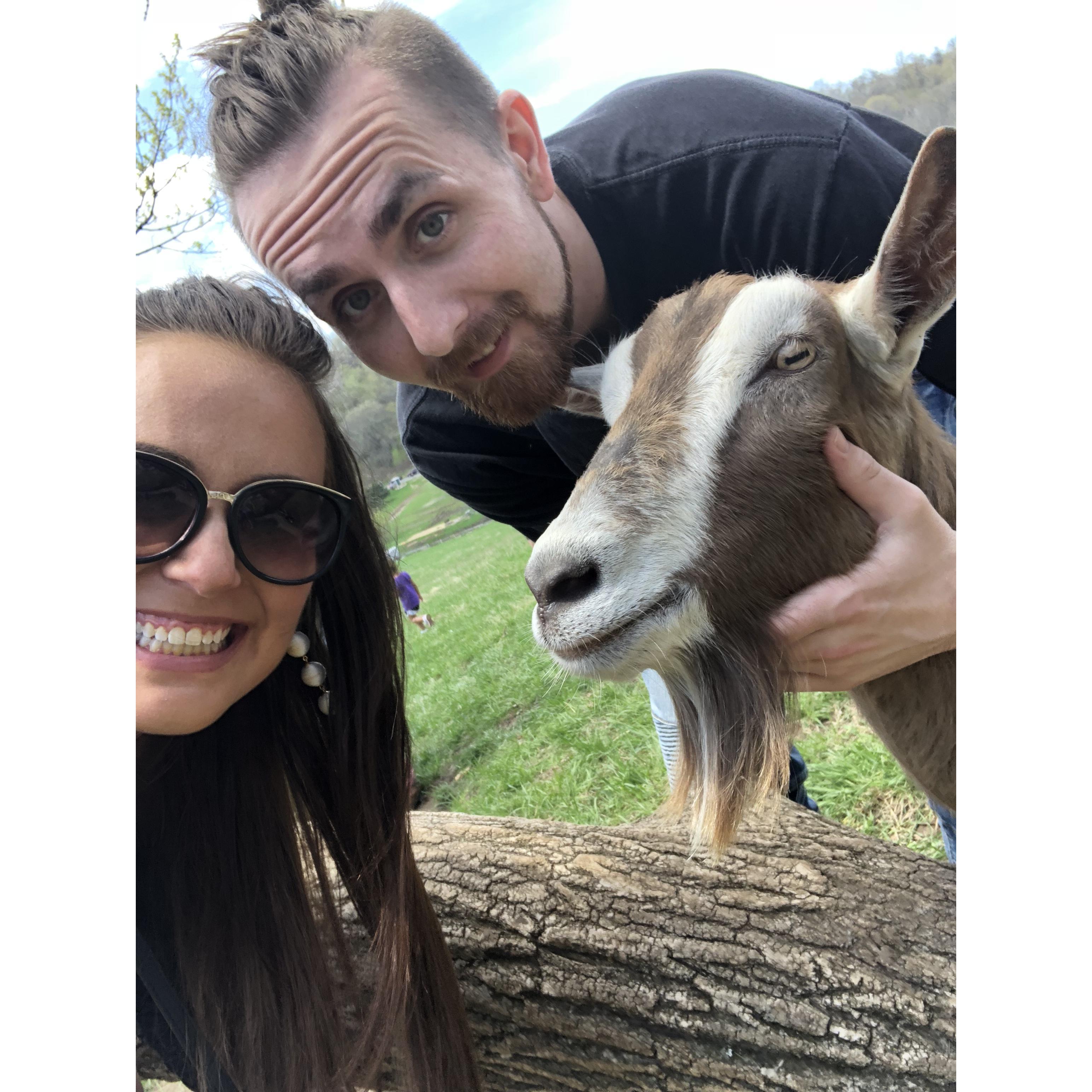 goats everywhere!!
