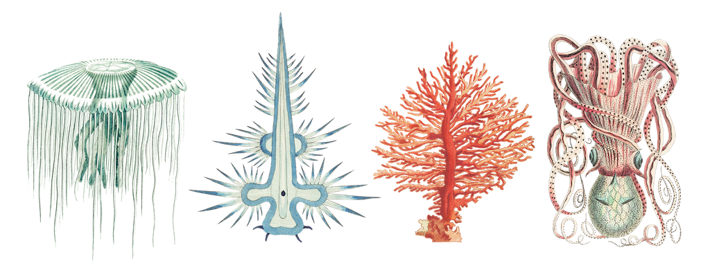 The Wedding Website of Lauren Bryant and Connor Alhart