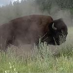 National Bison Range