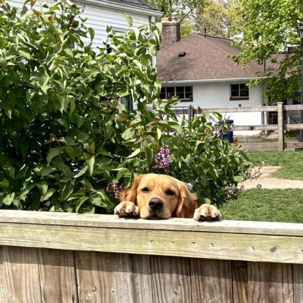 Wilson saying "hi" to our neighbors