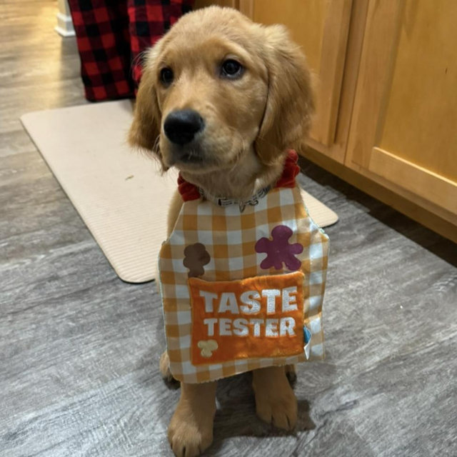 Dog Treats for Maverick