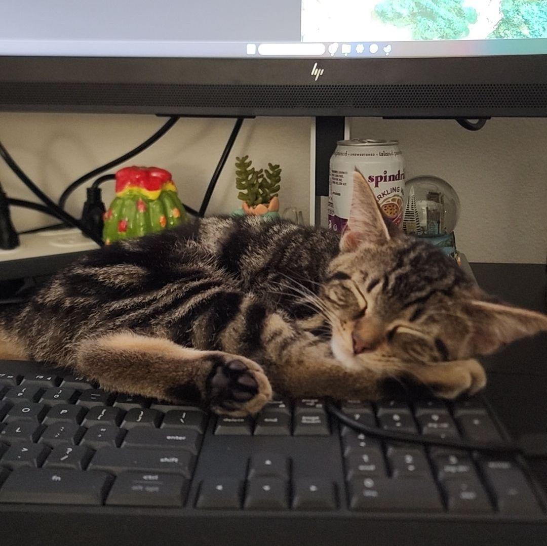 Adopting our second cat, Chili (September 2024)