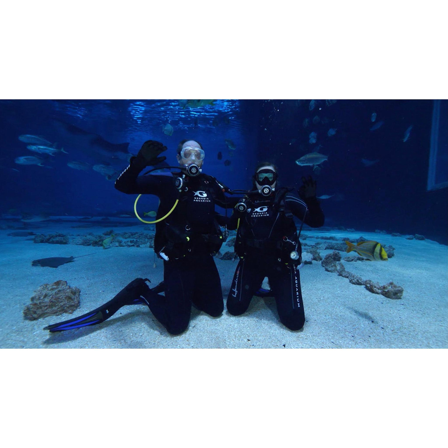 Diving the GA Aquarium