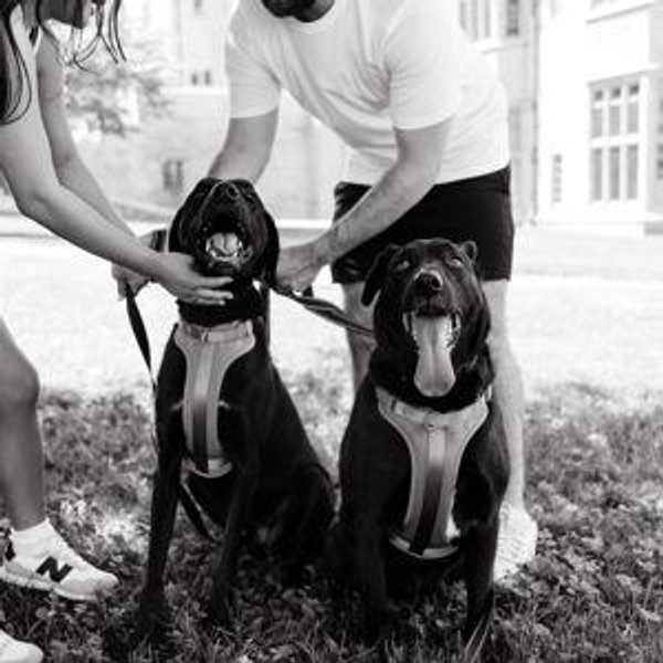 Our Pet Toy Fund
