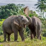 Phuket Elephant Sanctuary