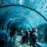 Georgia Aquarium