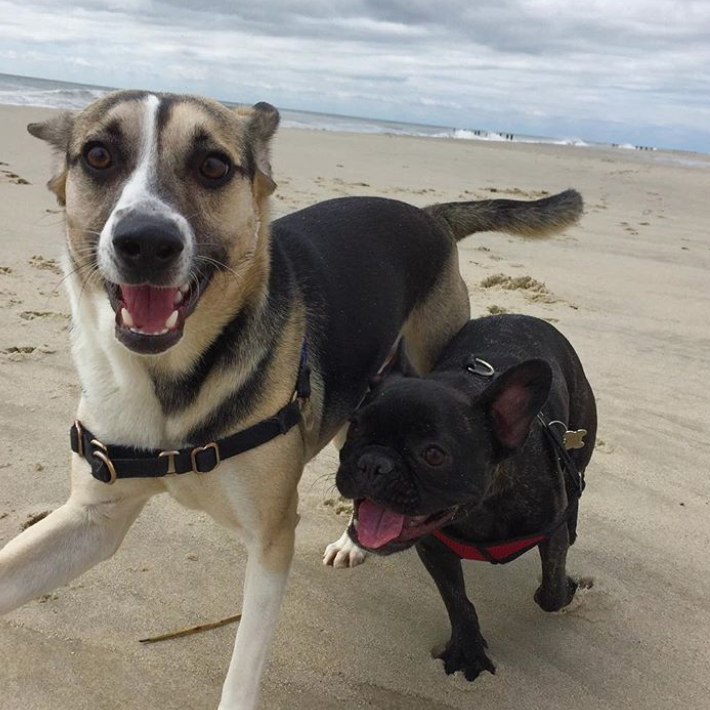 Tate and his BFF Stella (@missstellathefrenche)