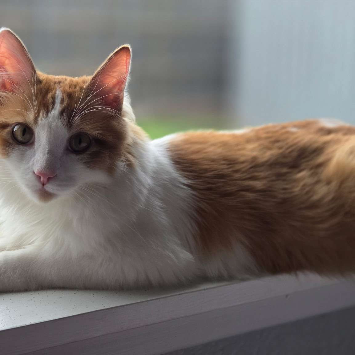 Broccoli, 1 year old