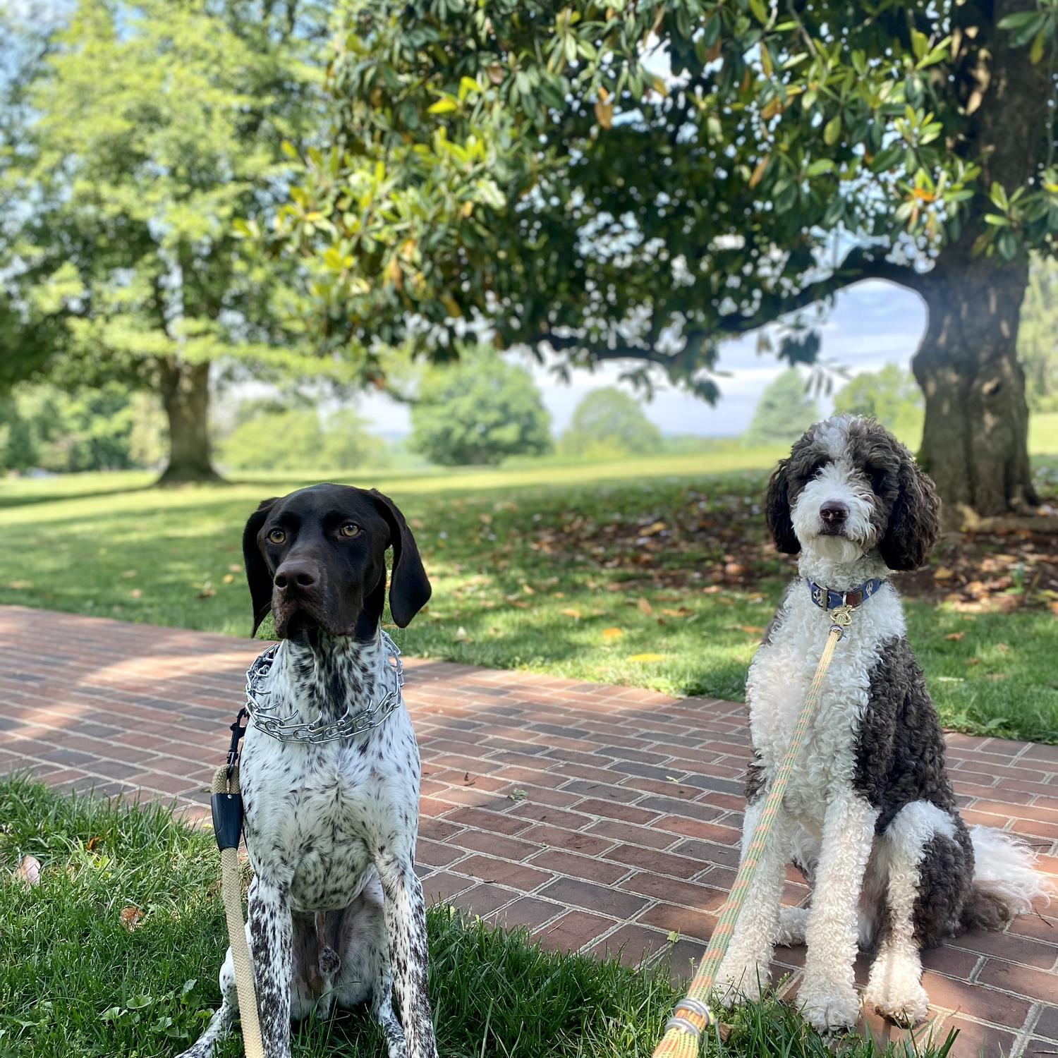 Our sweet boys!