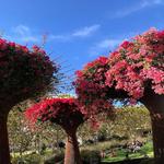 The Getty