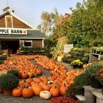 Woodstock Orchards