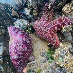 Haystack Rock Tidepools