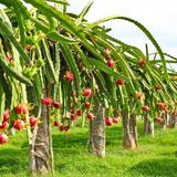 Penang Tropical Fruit Farm