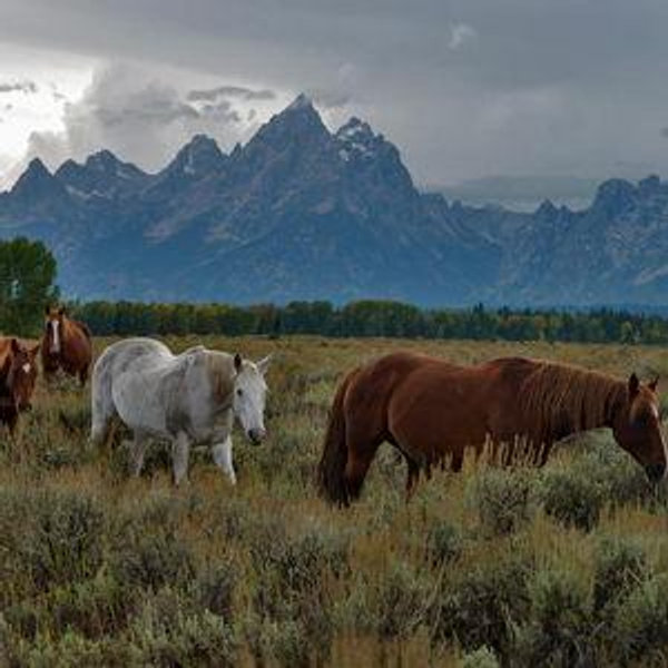 Horseback Riding in the Tetons