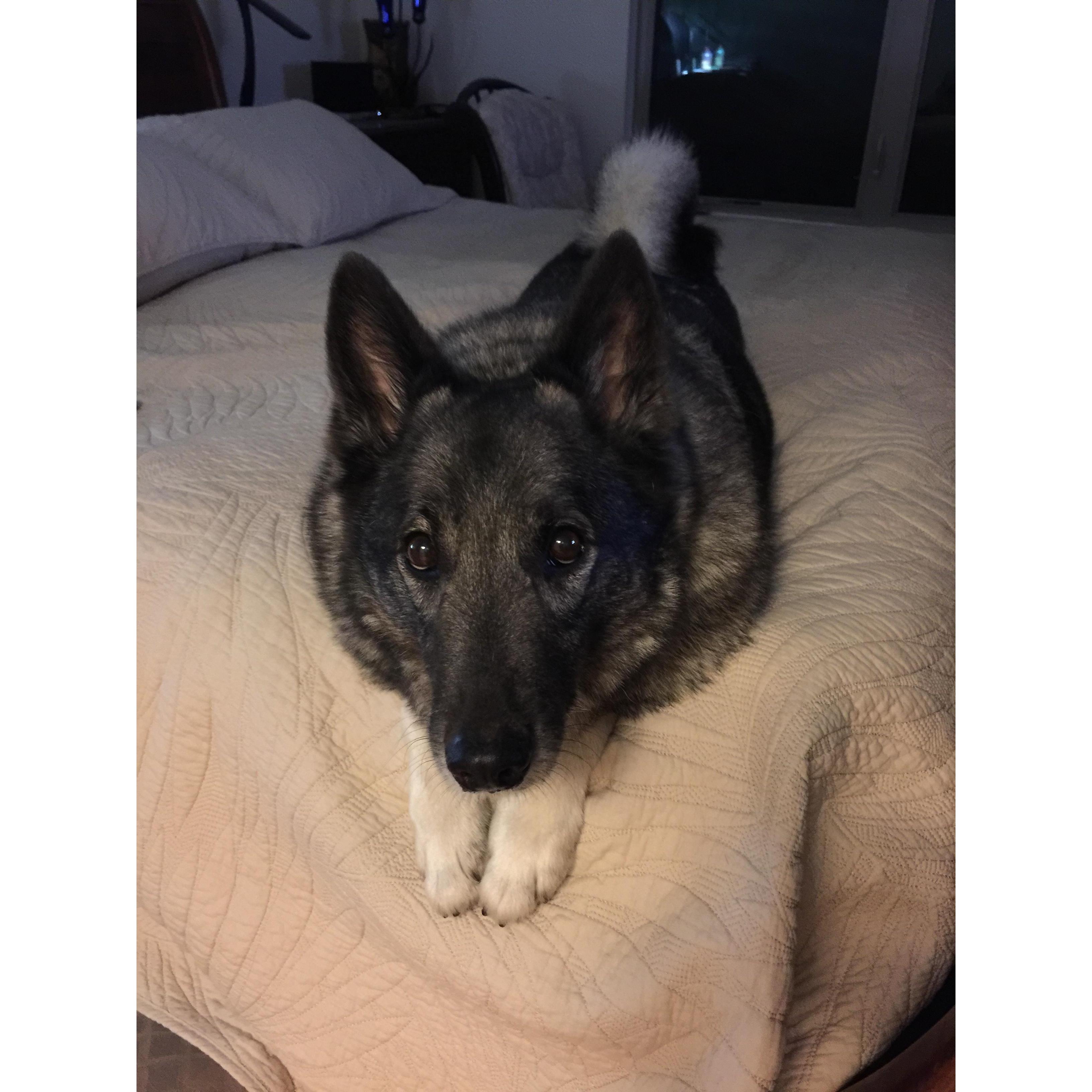 Thunder is a good boy and is making a heart shape for us.