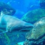 Tennessee Aquarium