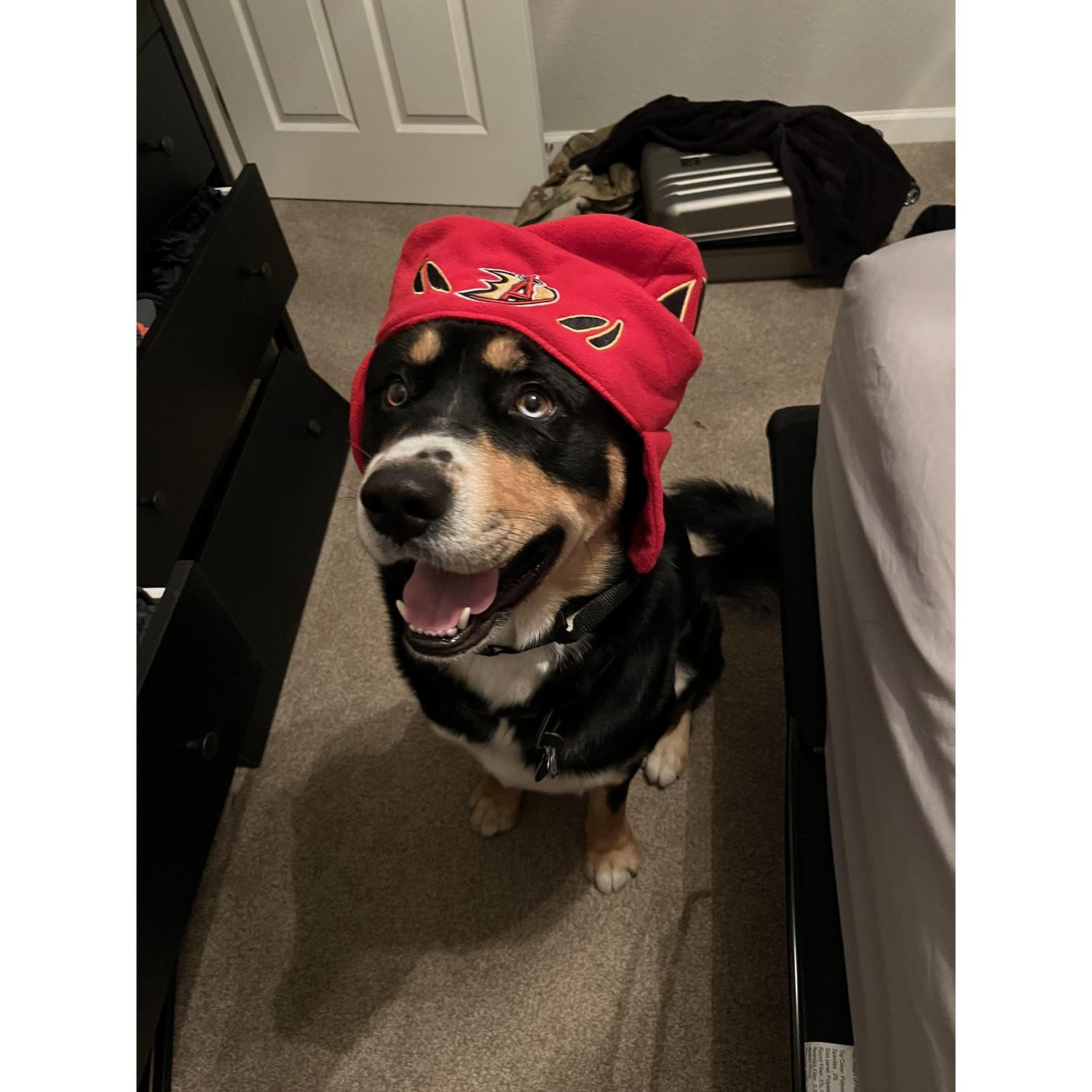But the real reason Moira decided to keep Brad around was because of the most important man in her life, Kobe, Brad’s dog.