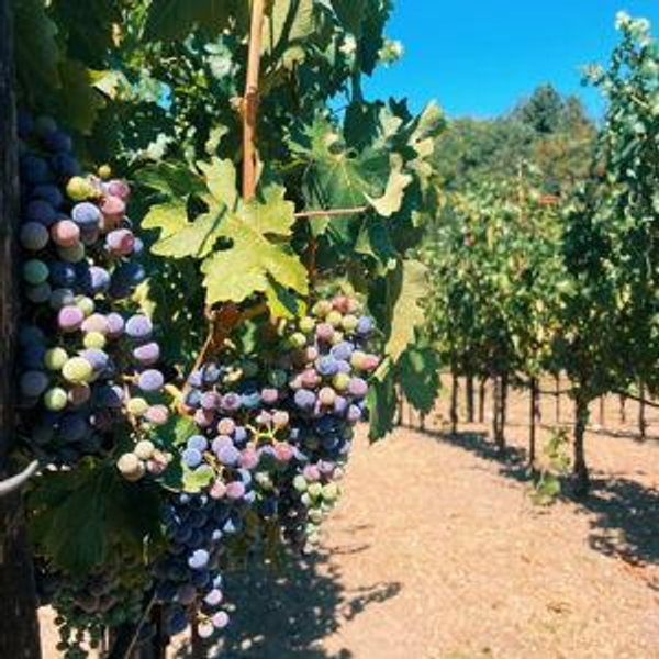 Wine Tasting on Honeymoon