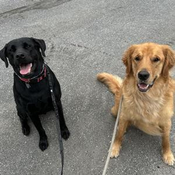 Our Pet Toy Fund