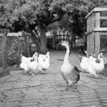Collingwood Children's Farm