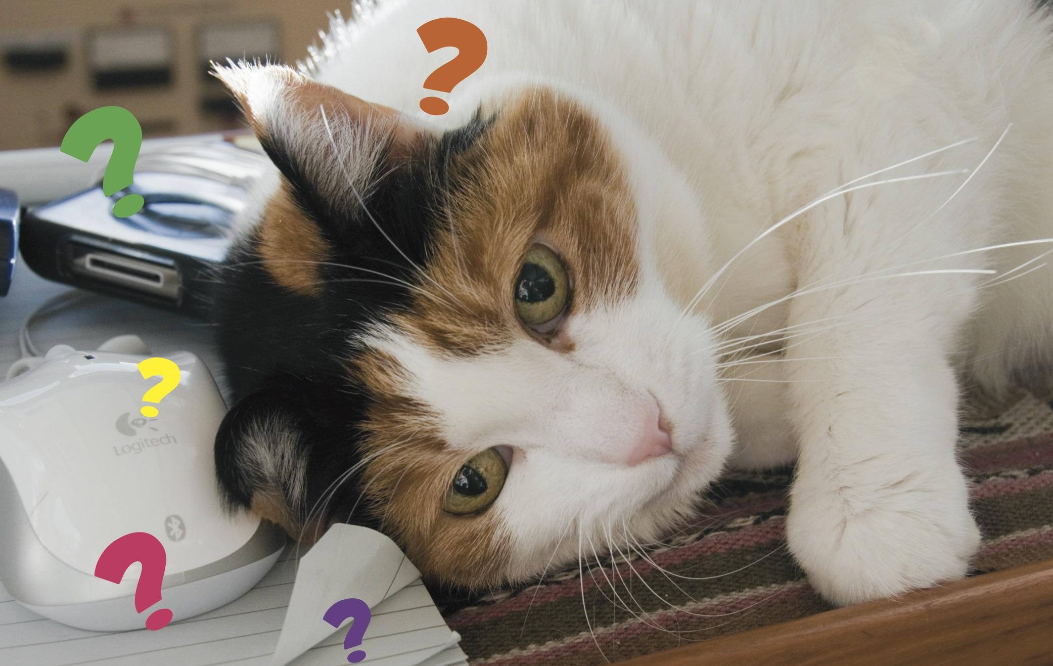 The Wedding Website of Jesse Pikorz and Kachina Addison