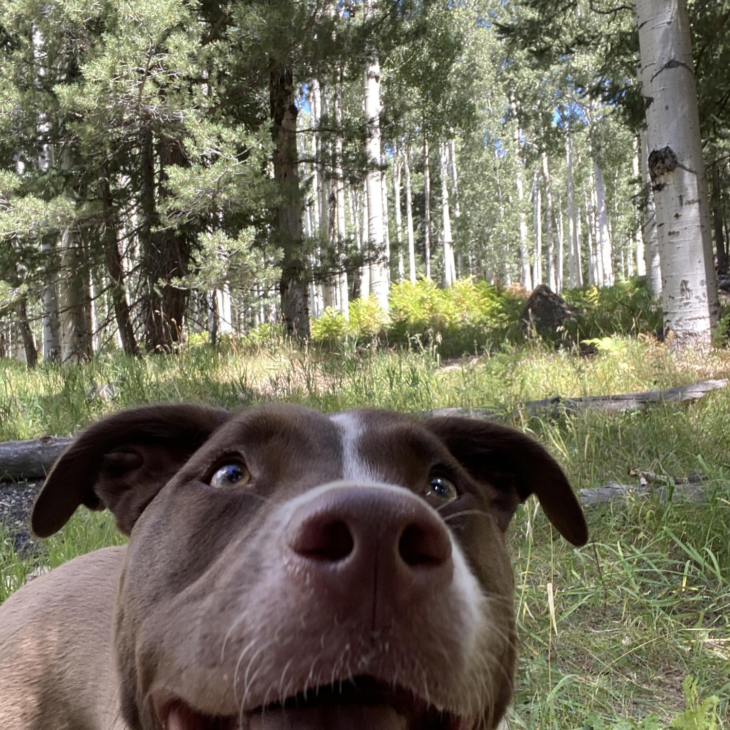 Chevy being goofy at Lockett Meadow